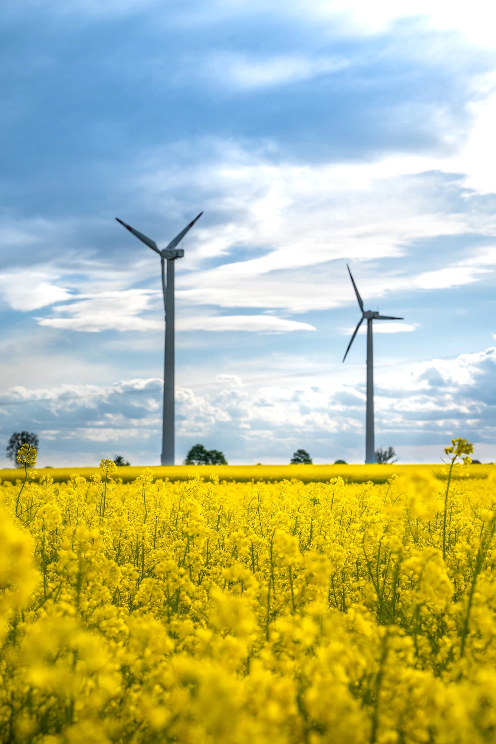 windmills in a field